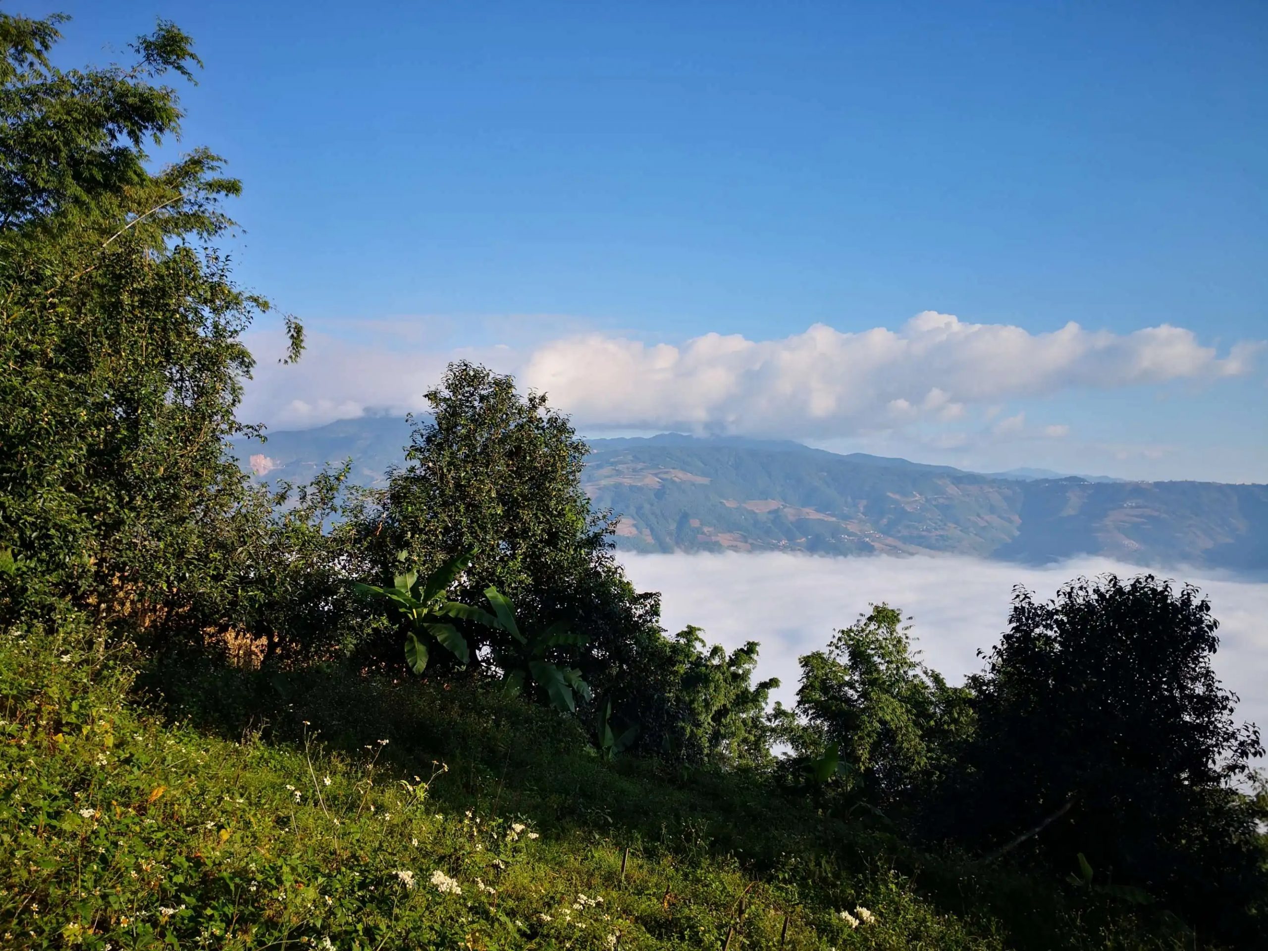 2023年邦崴古樹 春茶品質如何？