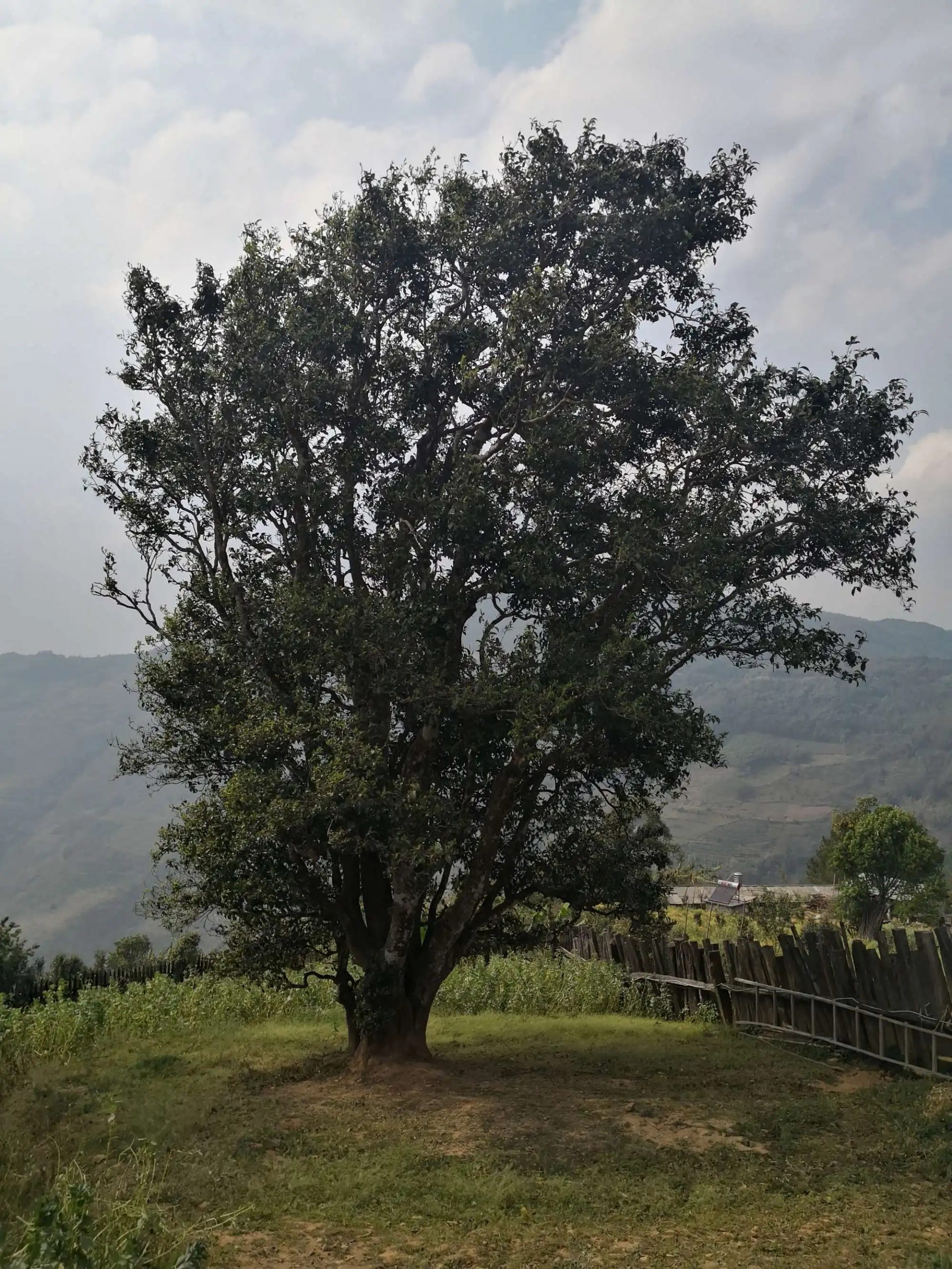 2023年邦崴古樹春茶口感怎么樣？