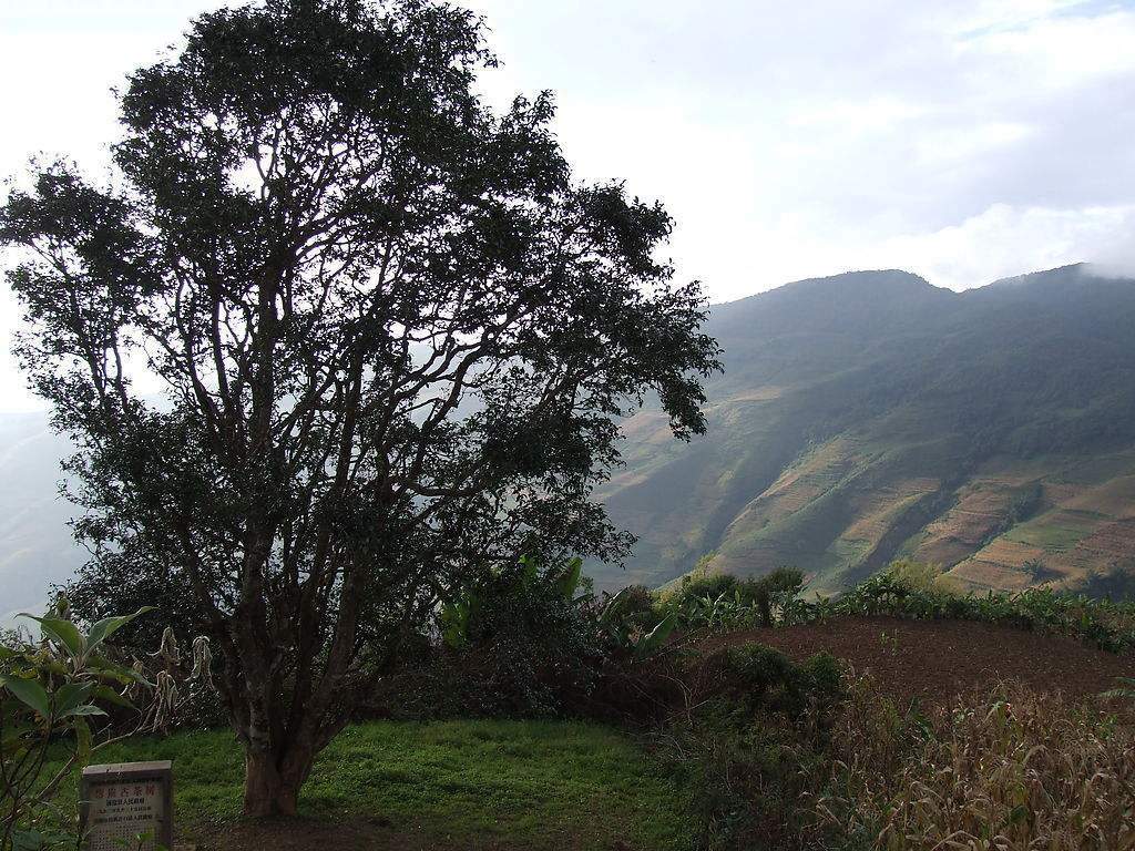 2023年邦崴古樹春茶多少錢一公斤？