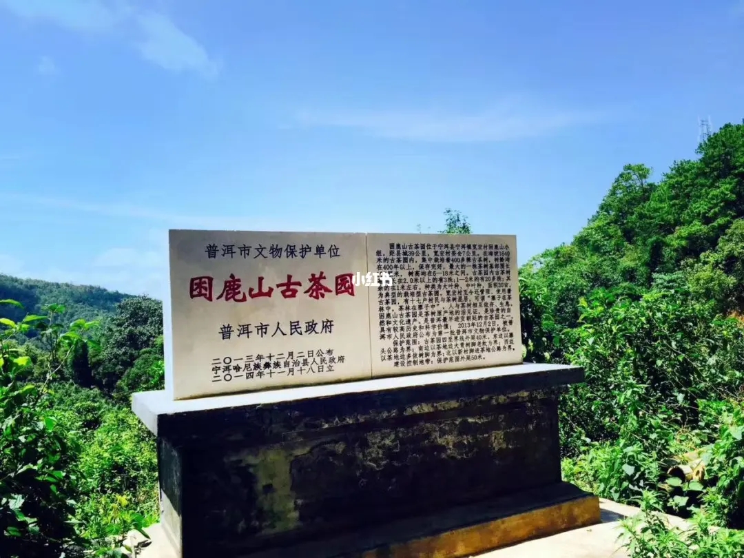 2023年困鹿山古樹春茶特點(diǎn)是什么？