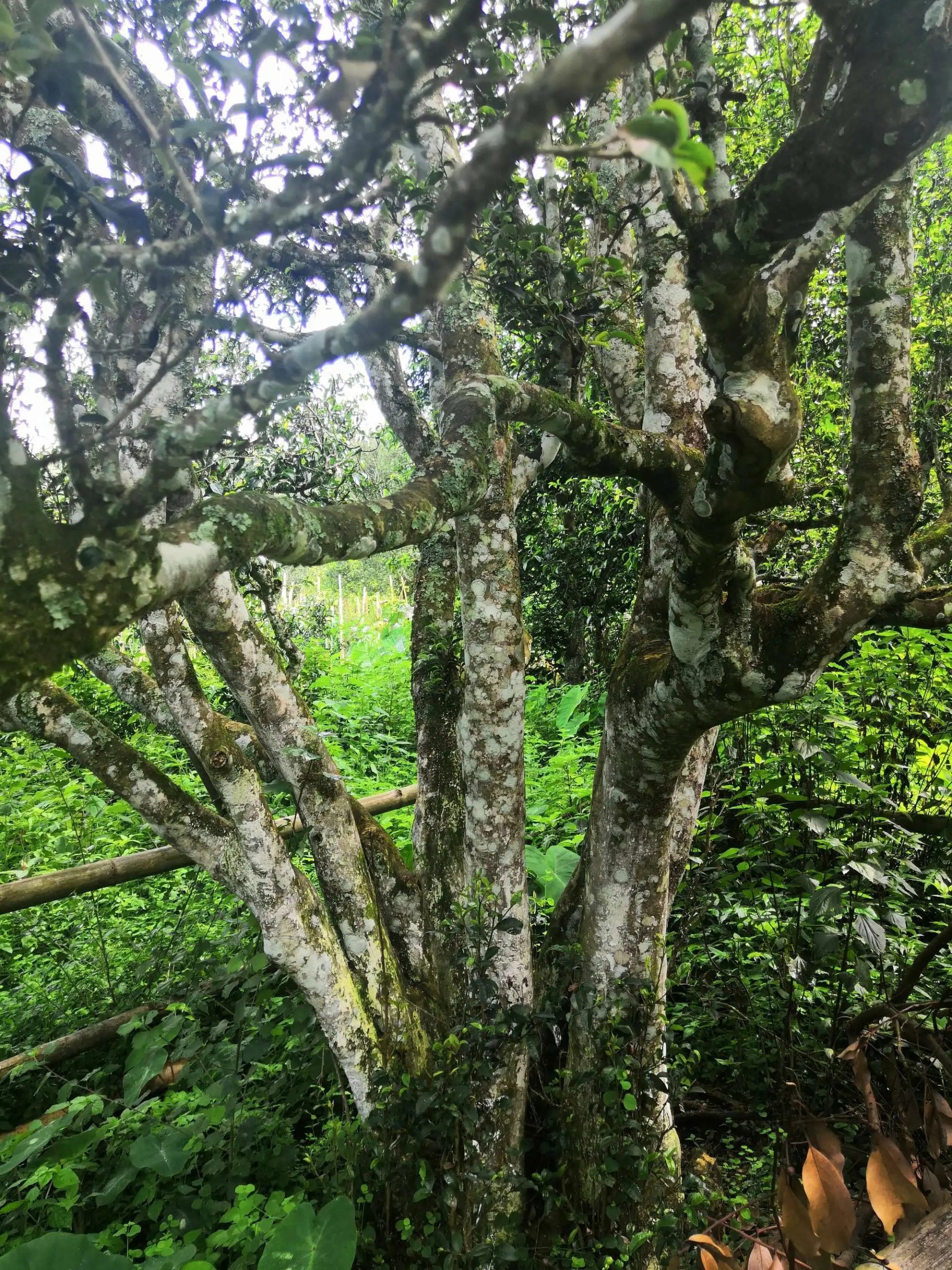 2023年困鹿山古樹春茶多少錢一公斤？