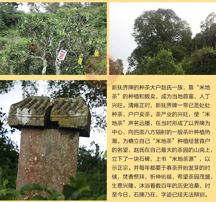 2023迷帝古樹春茶品質(zhì)如何？