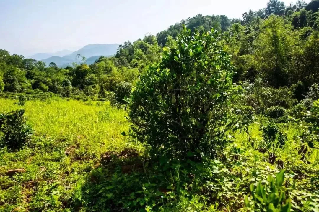 2023年迷帝古樹春茶特點(diǎn)是什么？