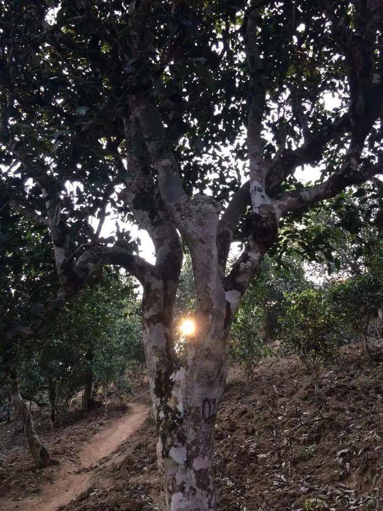 2023小戶賽古樹春茶口感是什么？