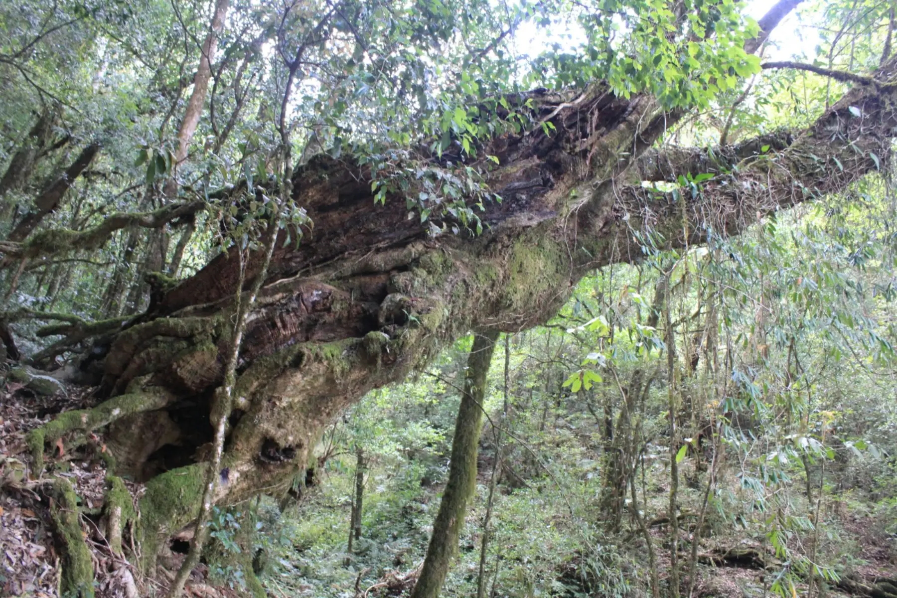 2023年大雪山古樹春茶口感怎么樣？