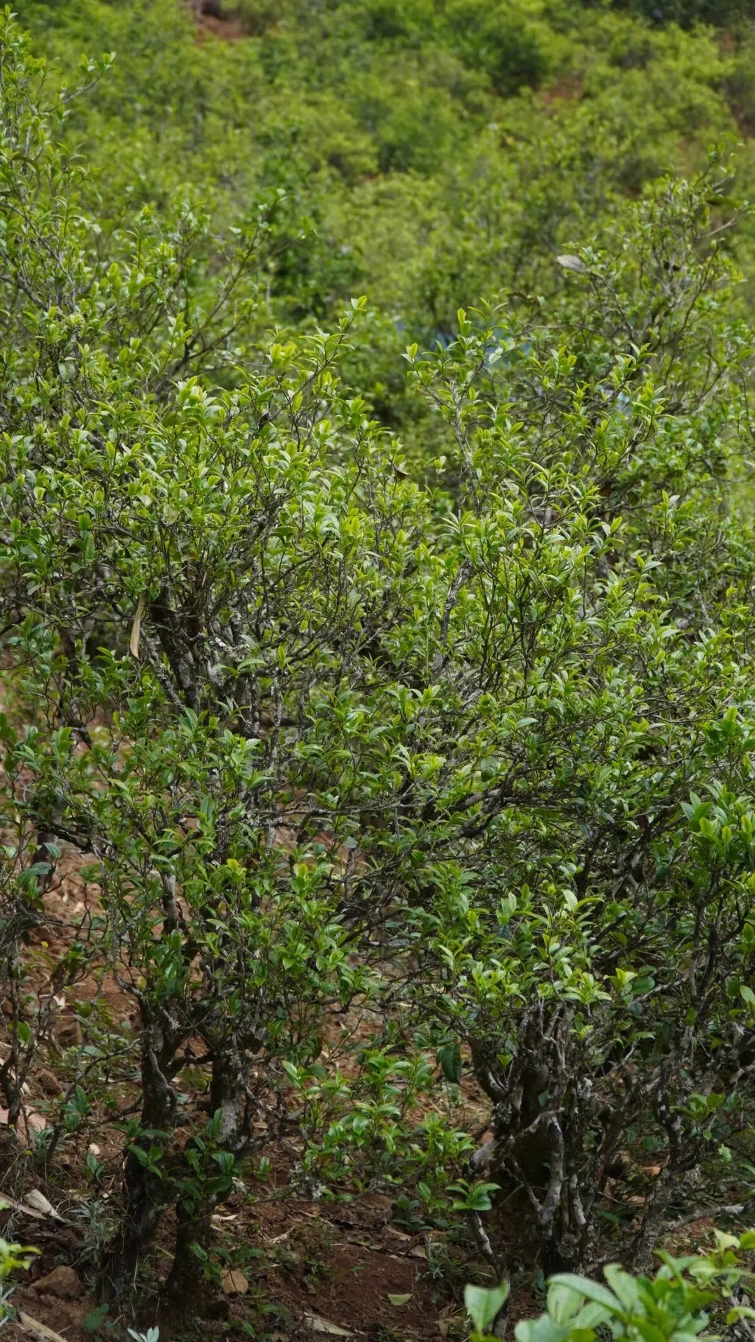 2023年壩糯古樹(shù)春茶特點(diǎn)是什么？