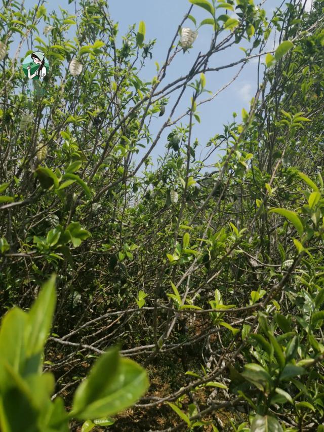 2023年壩糯古樹(shù)春茶價(jià)格是多少？