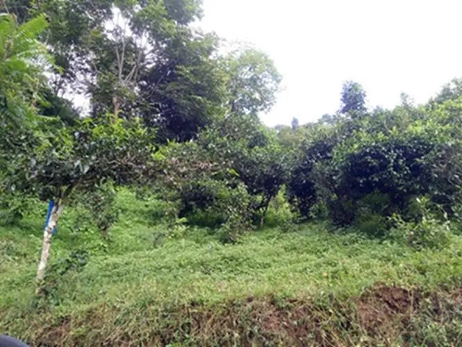 2023年南迫古樹(shù)春茶品質(zhì)怎么樣？