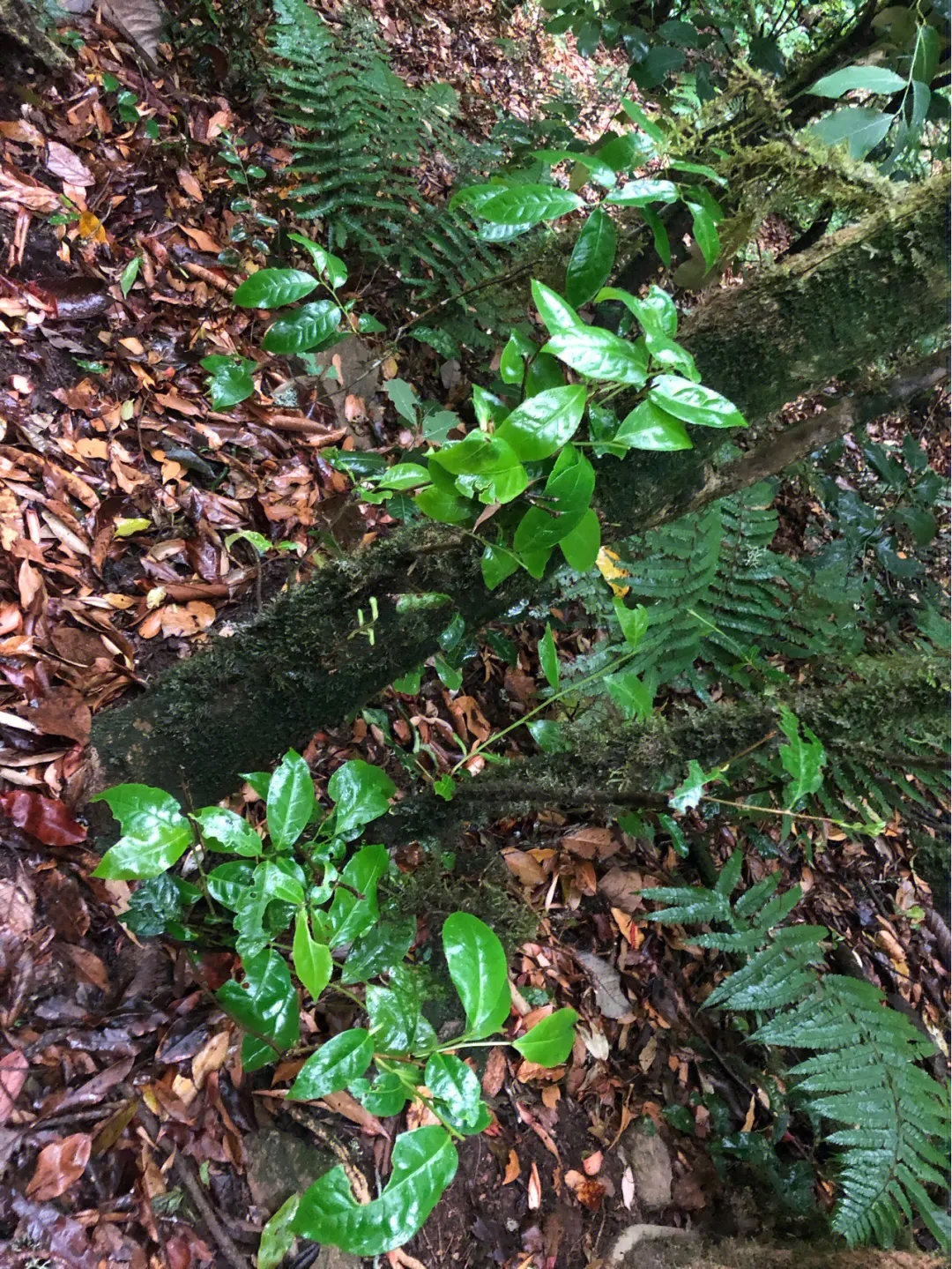 2023年南迫古樹春茶多少一公斤？