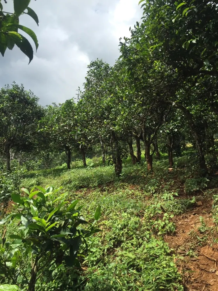 2023年地界古樹春茶特點是什么？