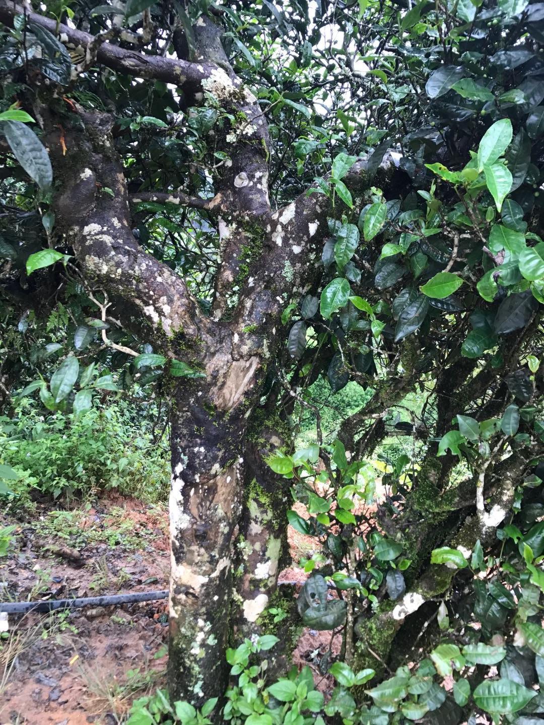 2023年地界古樹春茶價格是多少？