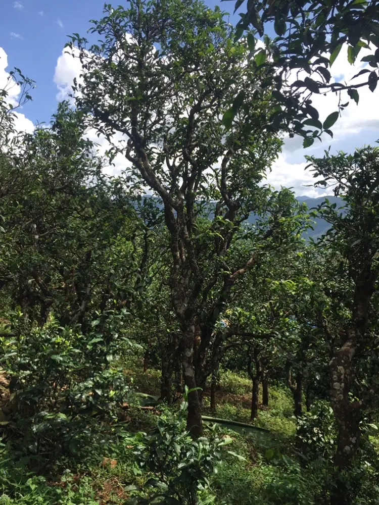 2023年地界古樹春茶多少錢一公斤？