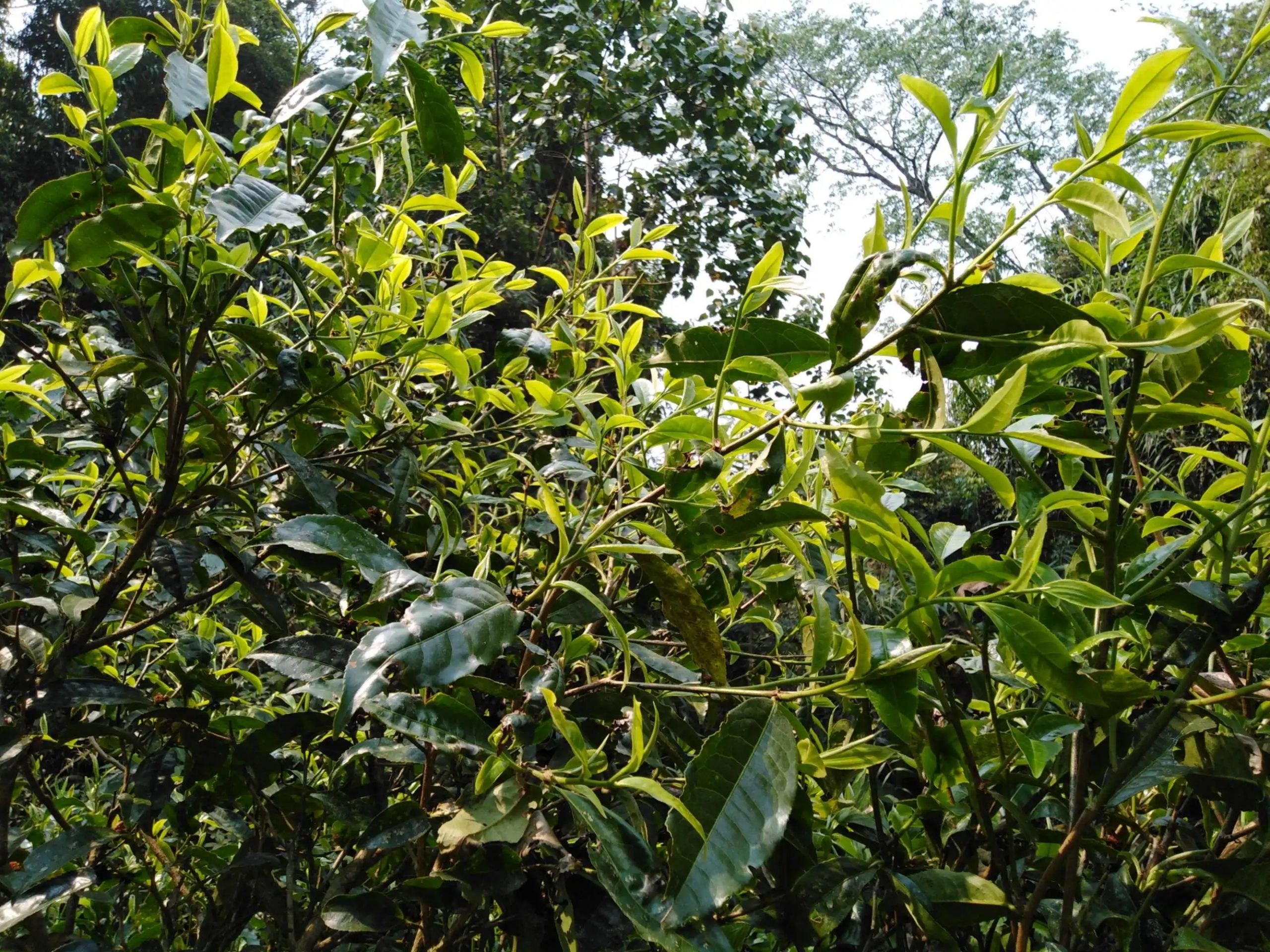 2023糯伍古樹春茶口感怎么樣？