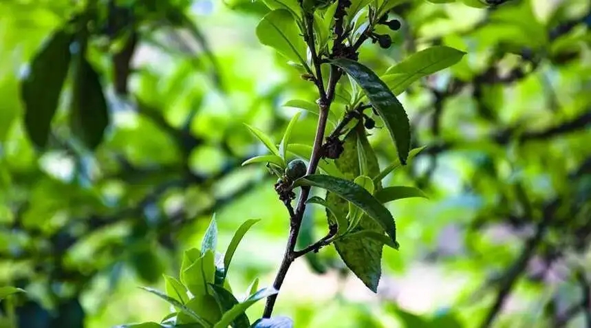 2023糯伍古樹春茶價格是多少？