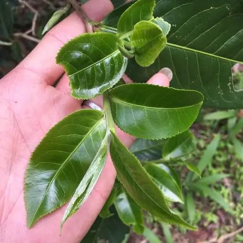 2023年薄荷塘古樹春茶口感如何？