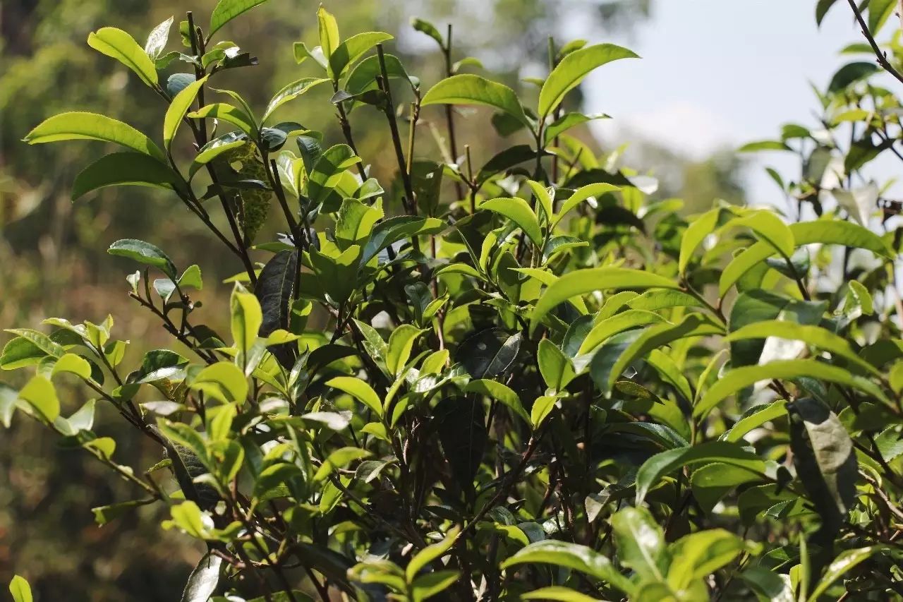 2023年彎弓古樹春茶品質(zhì)如何？