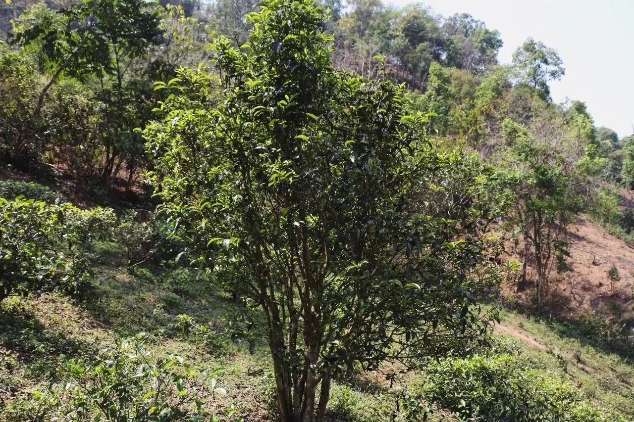 2023年彎弓古樹春茶價格是多少？