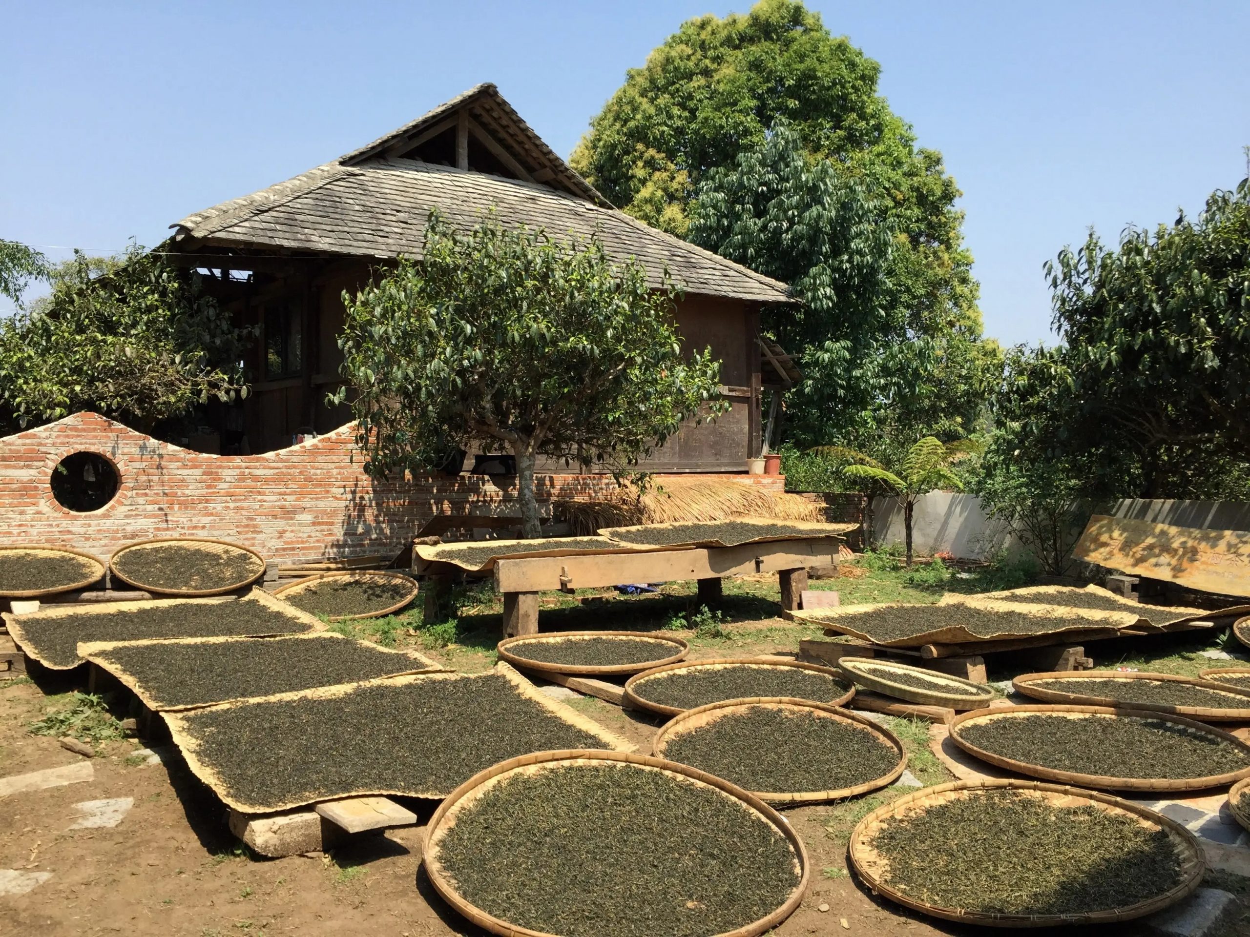 2023年彎弓古樹春茶多少一公斤？