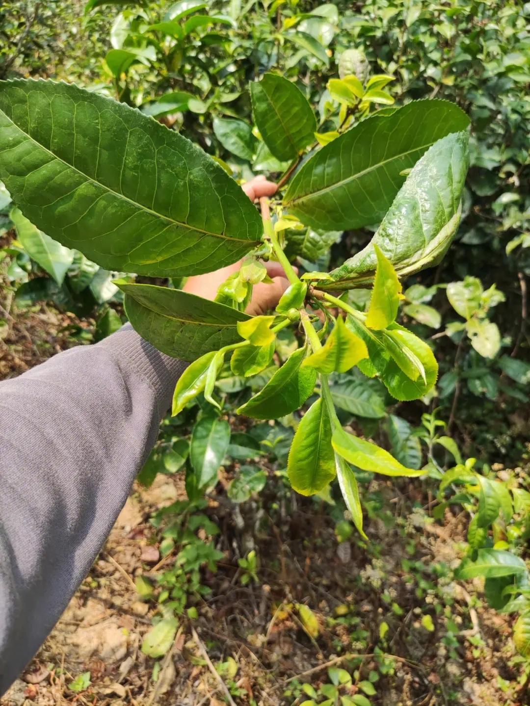 2023年勐庫小荒田古樹春茶品質如何？
