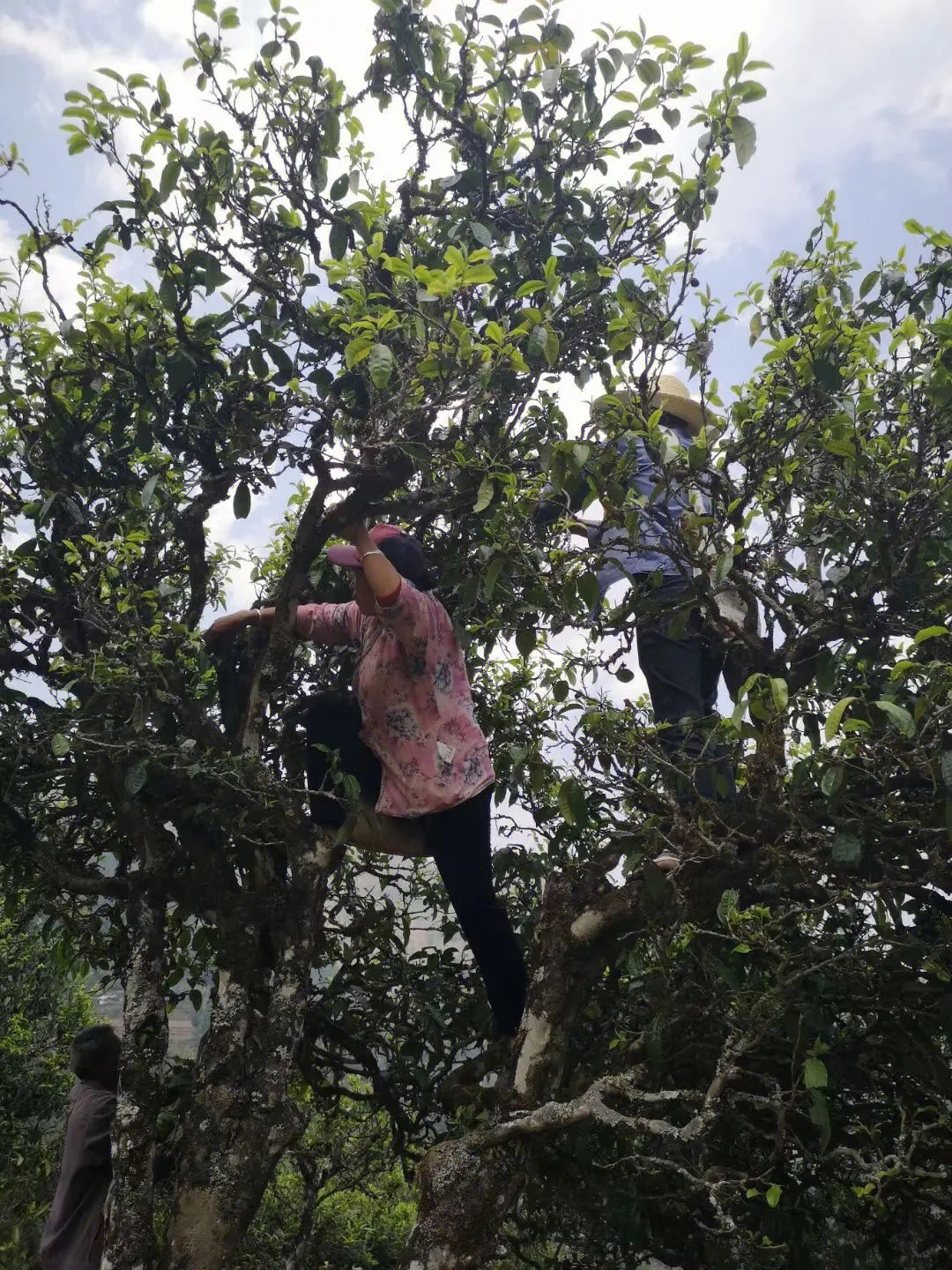 2023年寧洱擺尾箐古樹春茶特點(diǎn)是什么？