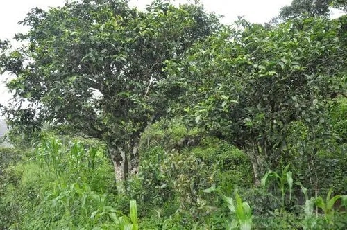 2023年鎮(zhèn)沅老海塘古樹春茶特點(diǎn) 是什么？