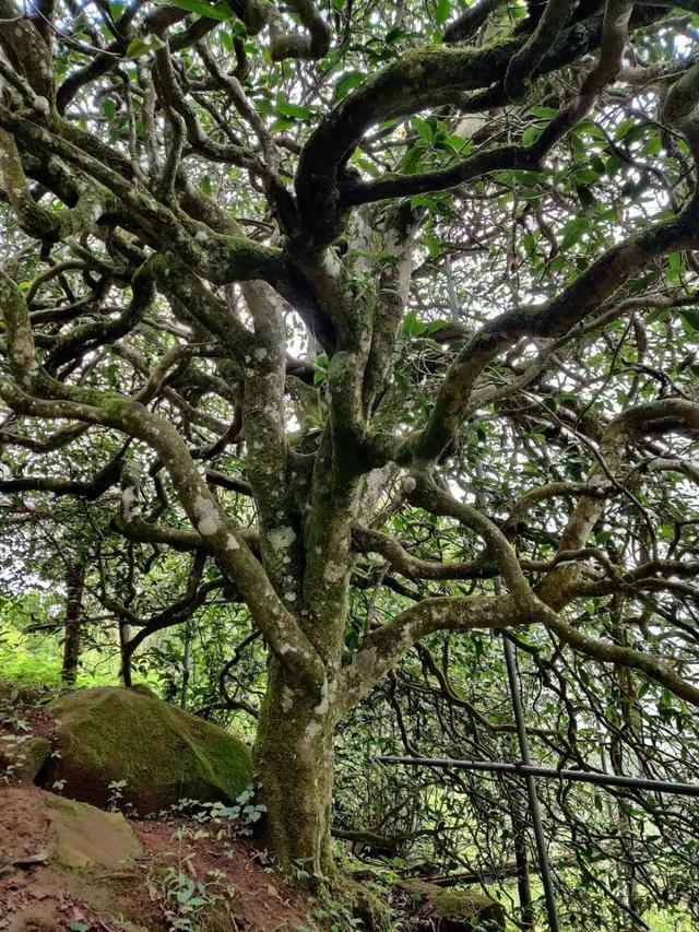 2023年千家寨古樹(shù)春茶品質(zhì)如何？