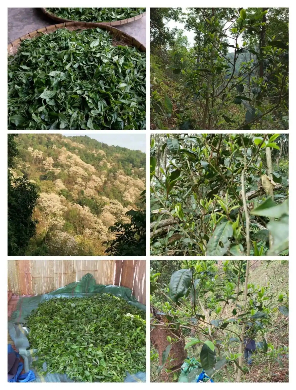 2024年曼松古樹春茶價格是多少？