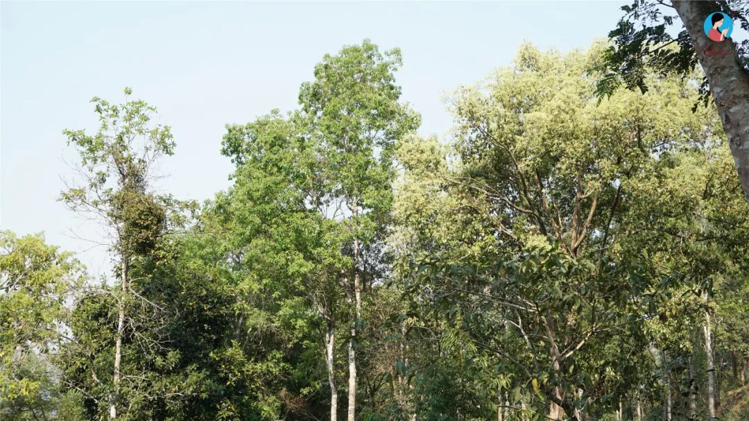 2024年曼松古樹春茶多少錢一公斤？