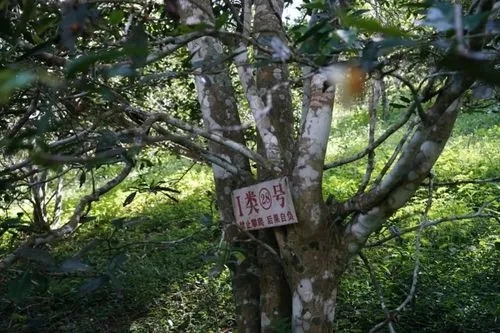 2024年薄荷塘古樹春茶特點(diǎn)是什么？