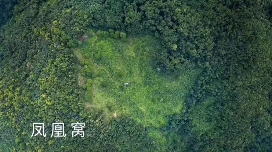 2024年墨江鳳凰窩古樹春茶多少錢一公斤？