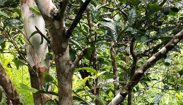 2025年易武古樹春茶品質怎么樣？